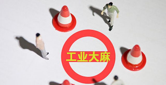 熱潮涌動 A股公司工業(yè)大麻收成如何？